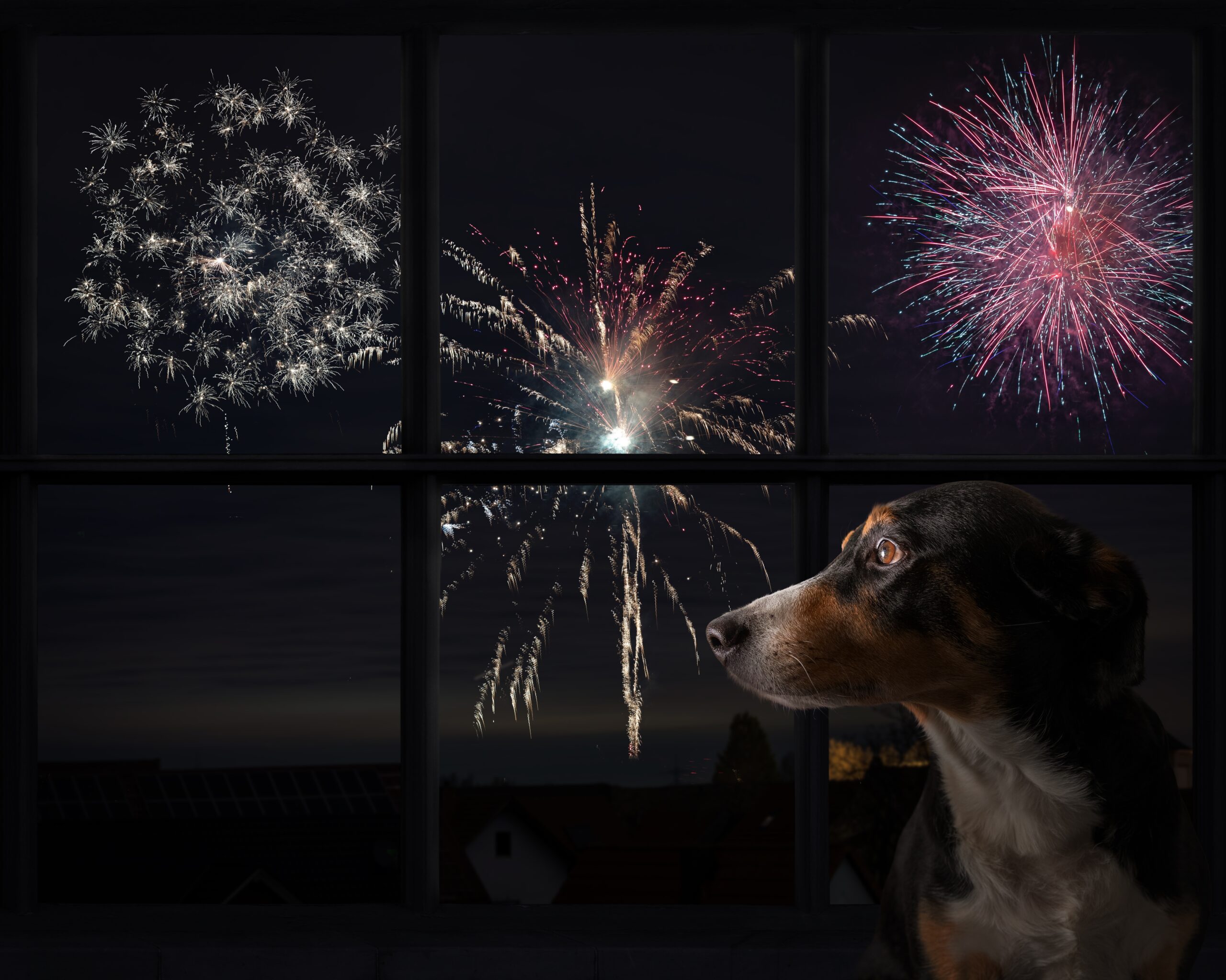 Dog intently watching fireworks through a window